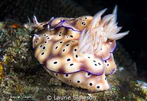 Hypselodoris tryoni/Photographed with a Canon 60 mm macro... by Laurie Slawson 